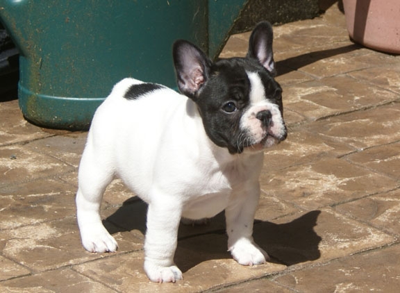 French Bulldog Vancouver Puppies Canada Par Esquisse breeder French ...