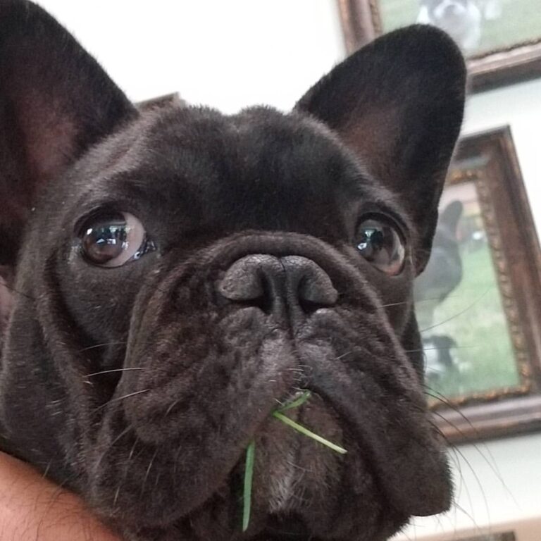 SIMONE MIRMEN PAR ESQUISSE