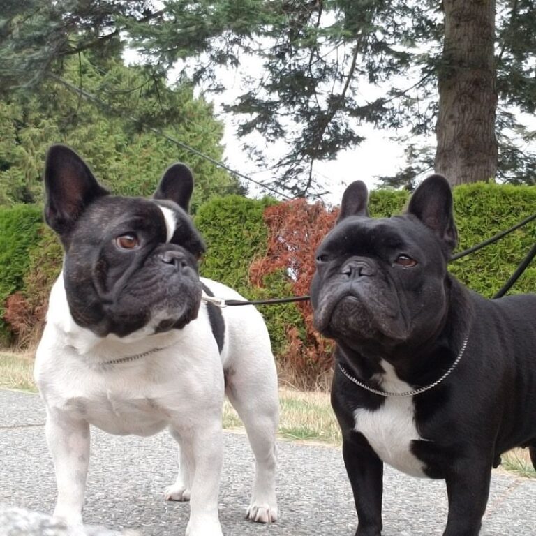 ROLAND MOURET PAR ESQUISSE