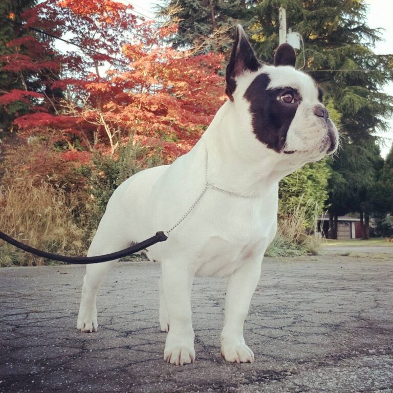 MAX AZRIA PAR ESQUISSE