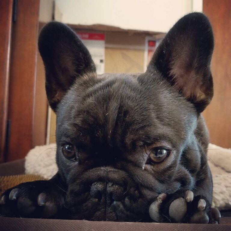 PACO RABANNE PAR ESQUISSE