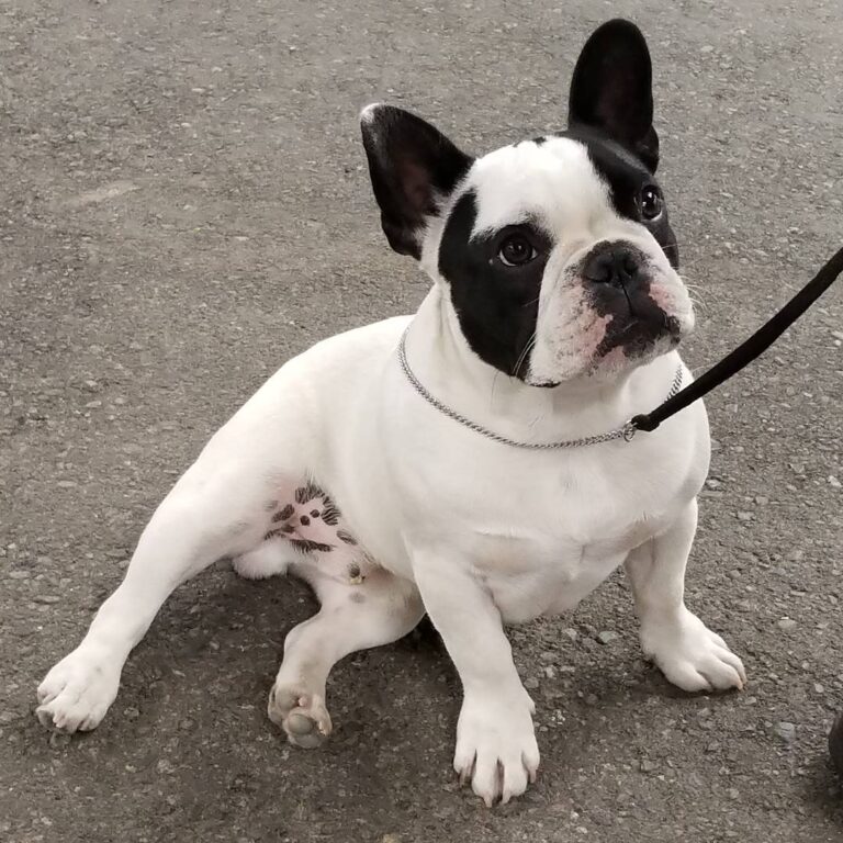 MAX AZRIA PAR ESQUISSE