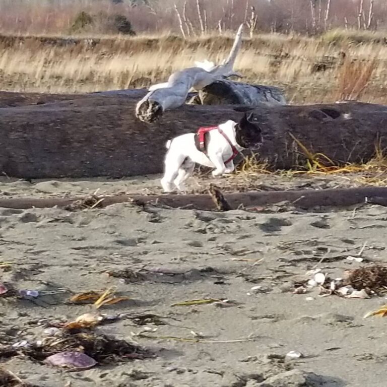 ROLAND MOURET PAR ESQUISSE