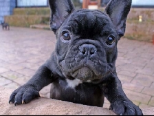 French Bulldogs Par Esquisse Canada