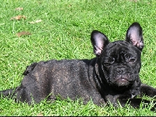French Bulldogs Par Esquisse Canada
