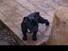 French Bulldogs Par Esquisse Canada