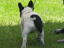 French Bulldogs Par Esquisse Canada