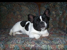 French Bulldogs Par Esquisse Canada