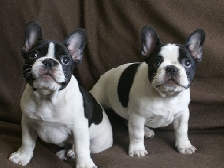 French Bulldogs Par Esquisse Canada