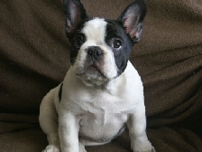 French Bulldogs Par Esquisse Canada