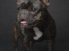French Bulldogs Par Esquisse Canada